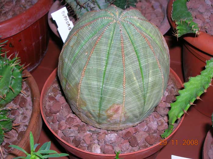 Euphorbia obesa 