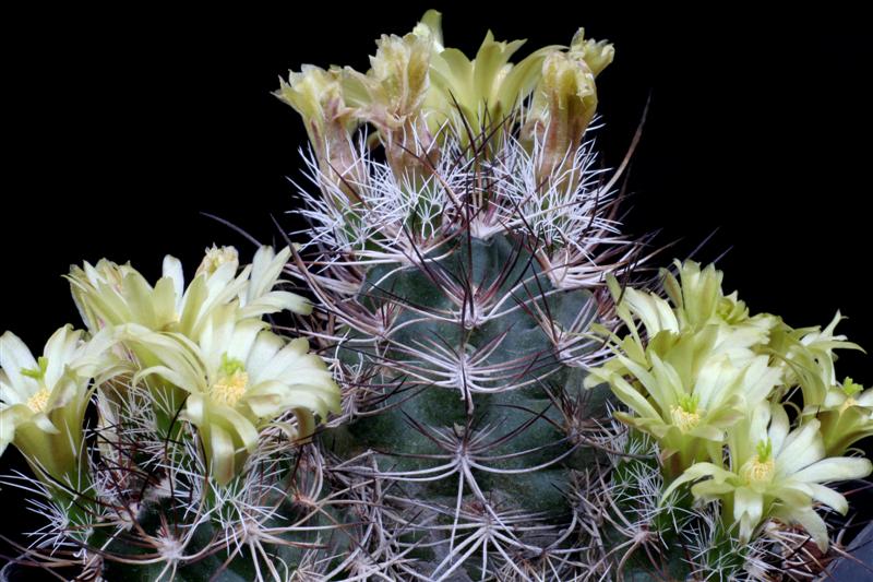 Echinocereus viridiflorus v. davisii SB 426