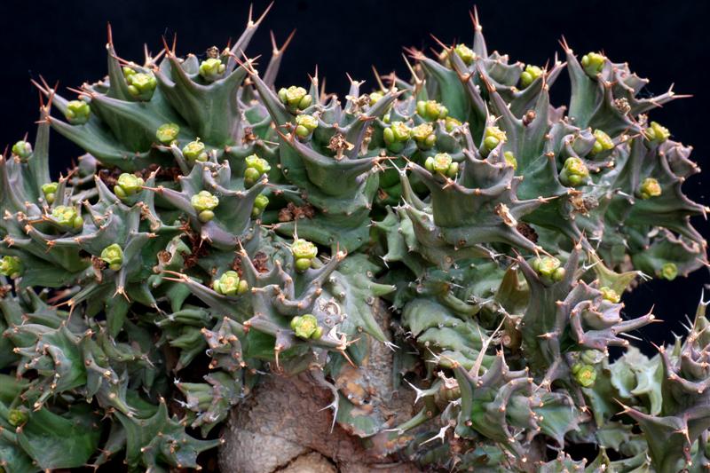 Euphorbia groenewaldii 