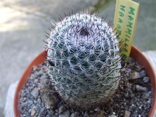 Mammillaria haageana 