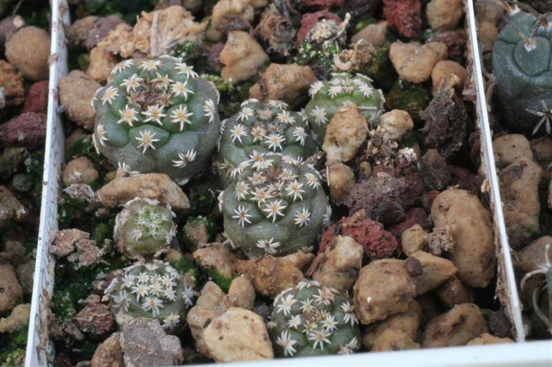 Turbinicarpus alonsoi 