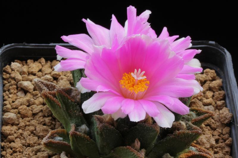 Ariocarpus bravoanus 