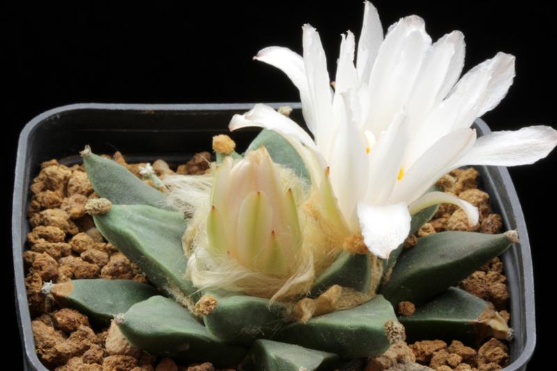 Ariocarpus retusus 