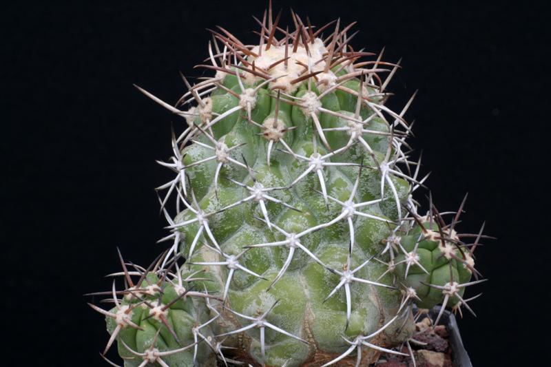 Copiapoa alticostata 