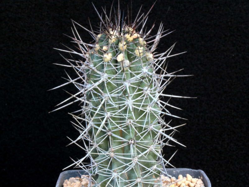 Copiapoa coquimbana 