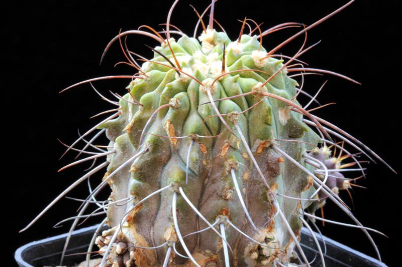 Copiapoa cinerea v. dealbata 