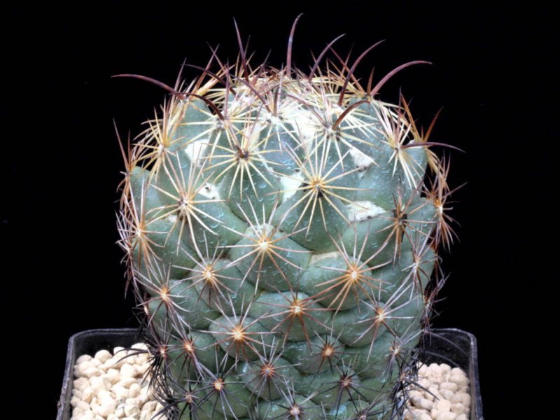 Coryphantha cornifera Z 186