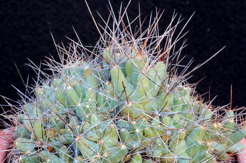 Coryphantha macromeris ssp. runyonii 