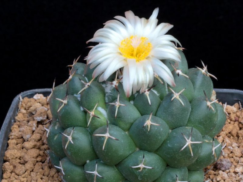 Coryphantha maiz-tablasensis 