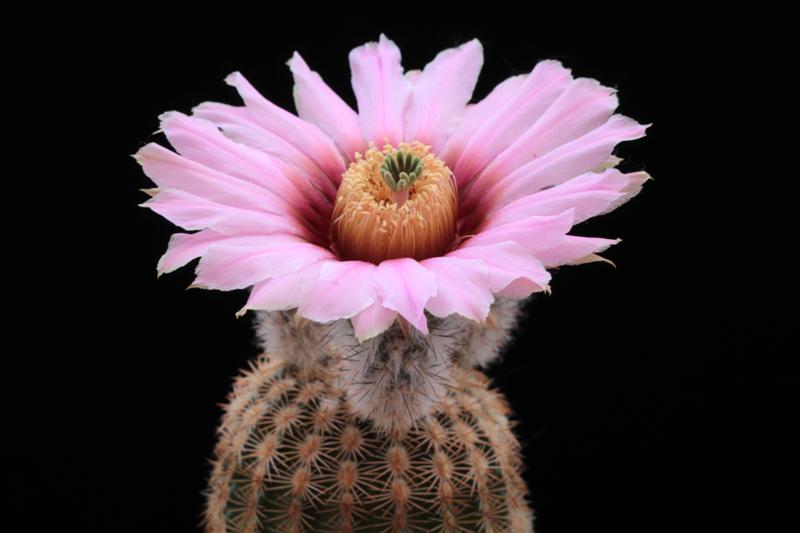 Echinocereus fitchii ssp. albertii 