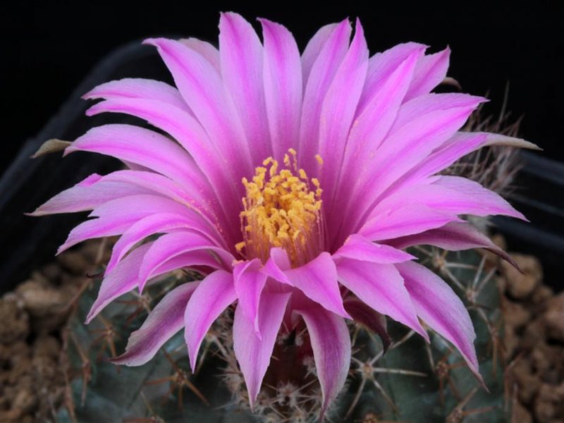 Echinocereus  pulchellus 