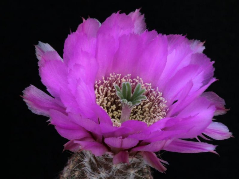 Echinocereus reichenbachii ssp. perbellus 