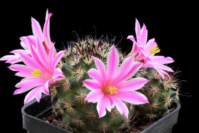 Mammillaria blossfeldiana 
