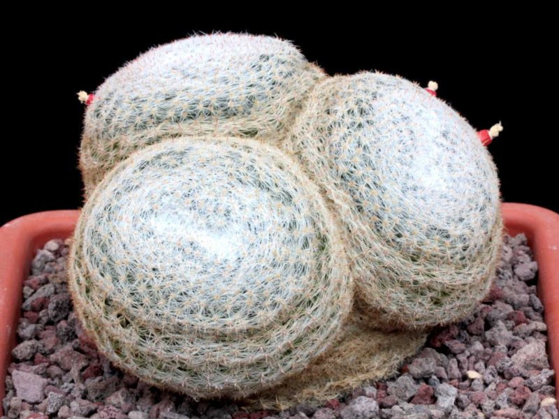 Mammillaria formosa ssp. microthele v. superfina 