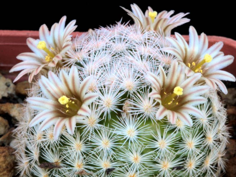 Mammillaria lasiacantha 