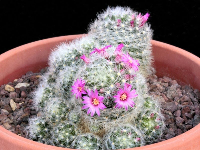 Mammillaria laui ssp. dasyacantha 