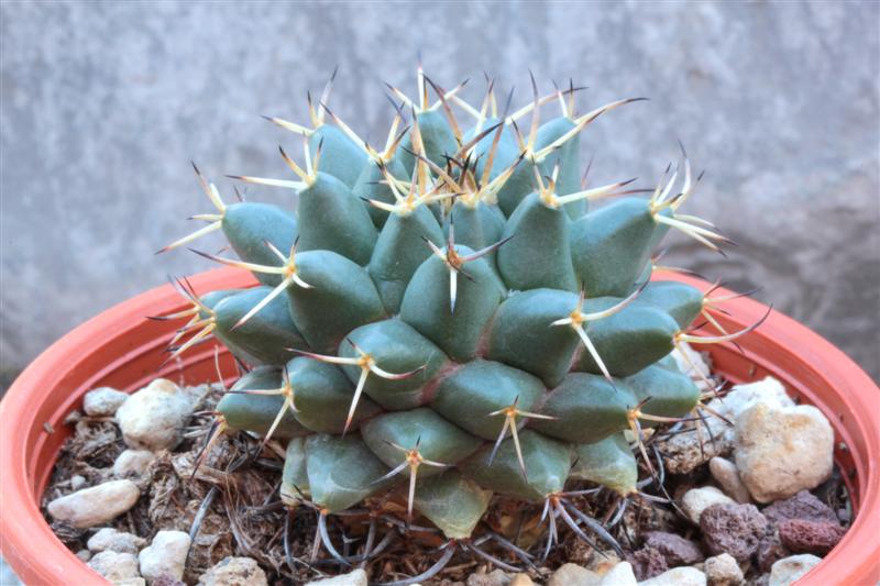 Mammillaria vagaspina REP 1114