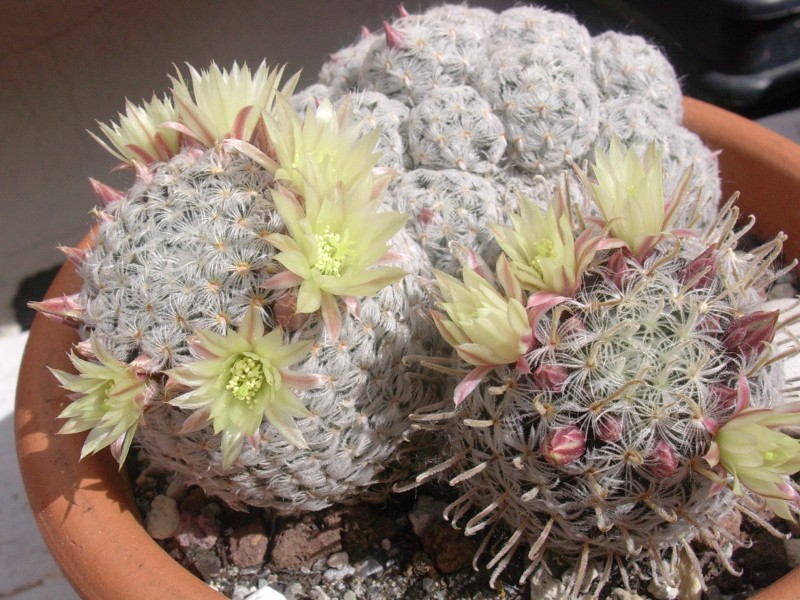 Mammillaria nana ssp. duwei 