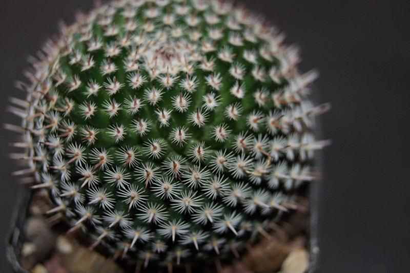 mammillaria  9
