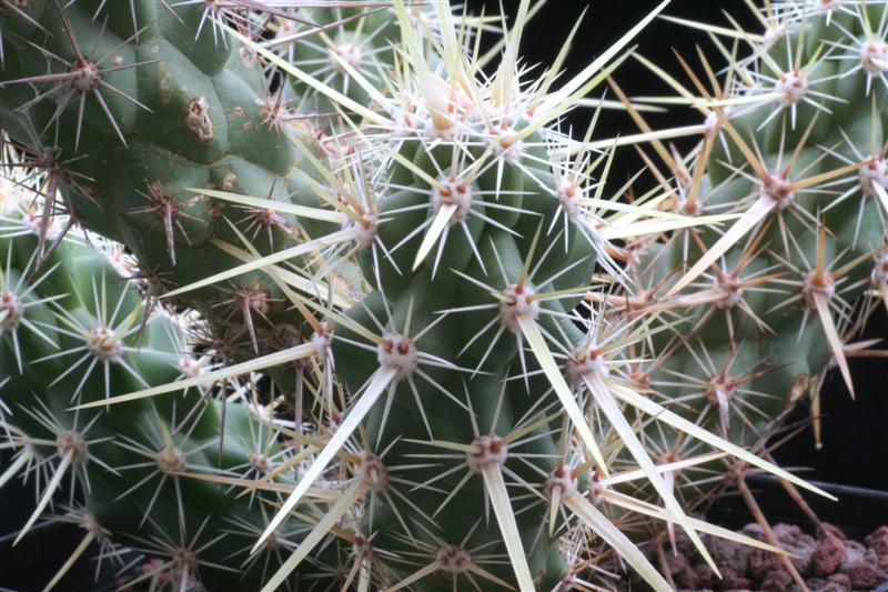 Echinocereus  brandegeei DJF 20