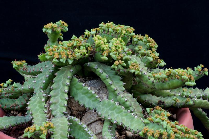 Euphorbia stellata 