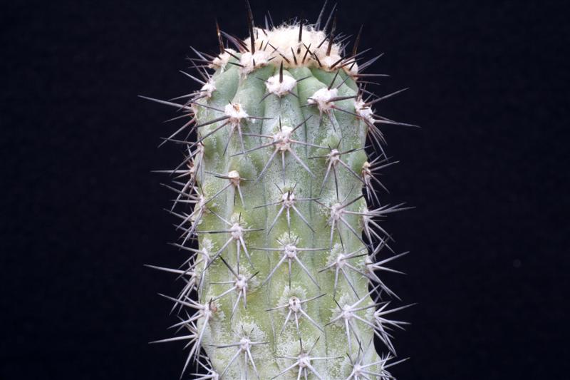 Copiapoa atacamensis 