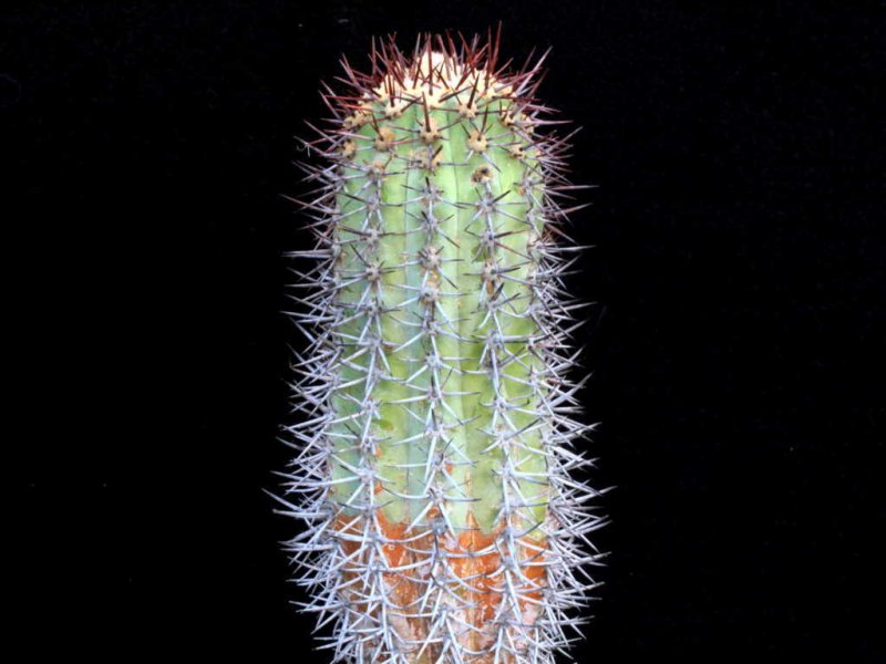 Copiapoa calderana 