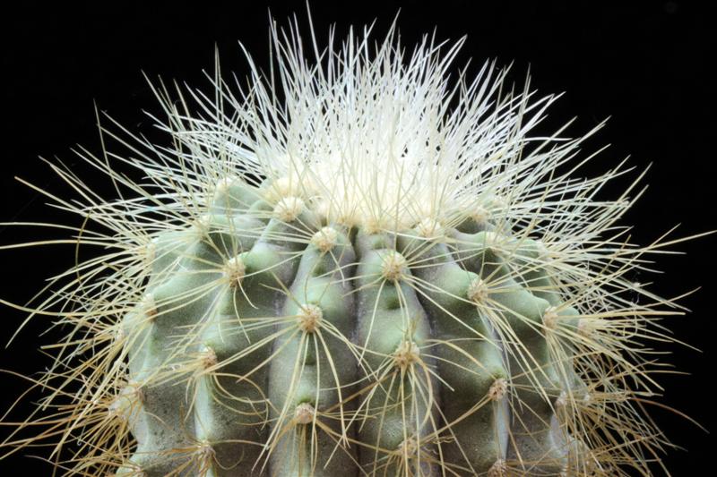 copiapoa cinerea v. krainziana