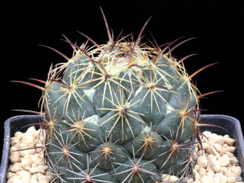 Coryphantha cornifera PAN 233