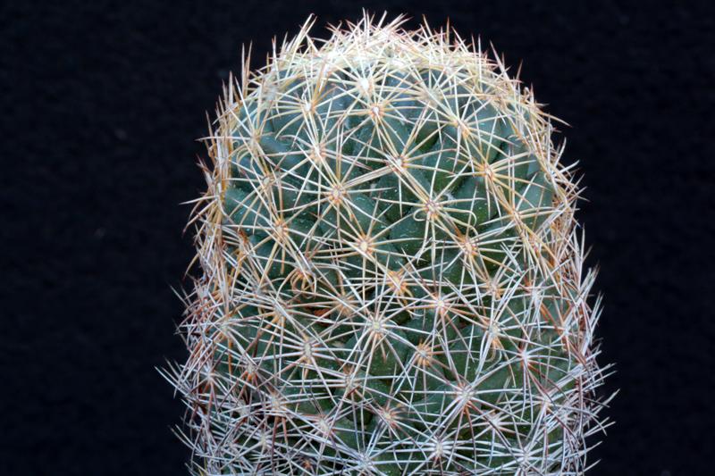 Coryphantha radians 