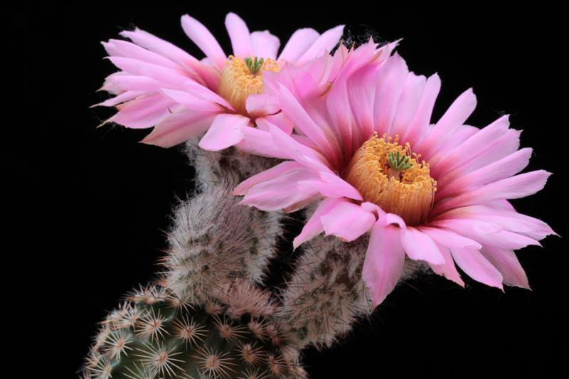 Echinocereus  fitchii ssp. albertii 