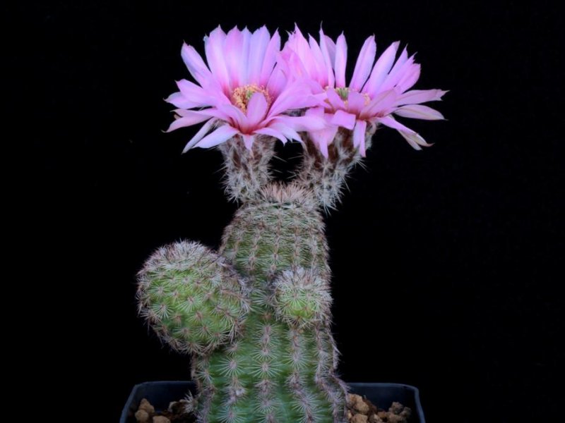 echinocereus fitchii ssp. albertii