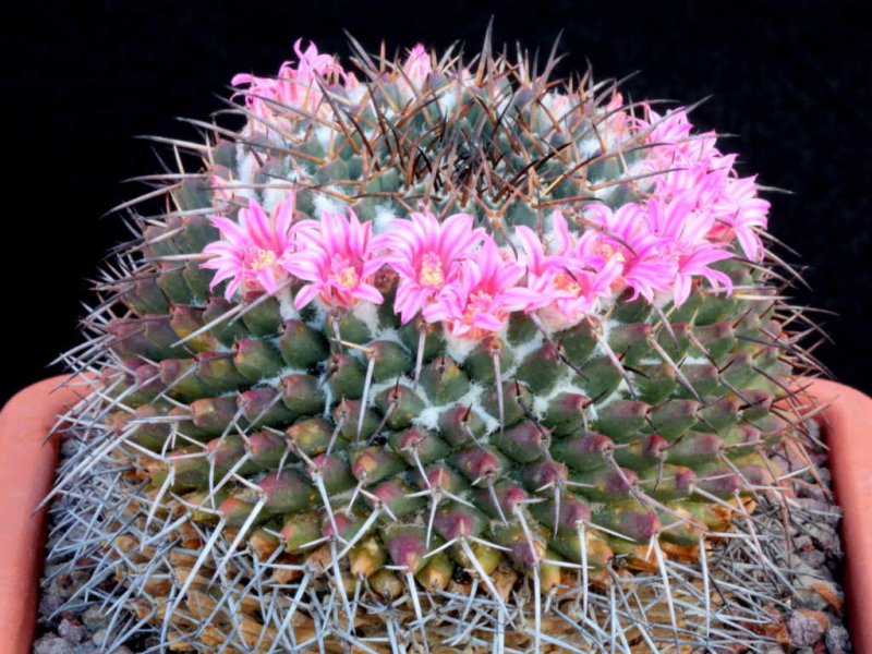 Mammillaria amajacensis 