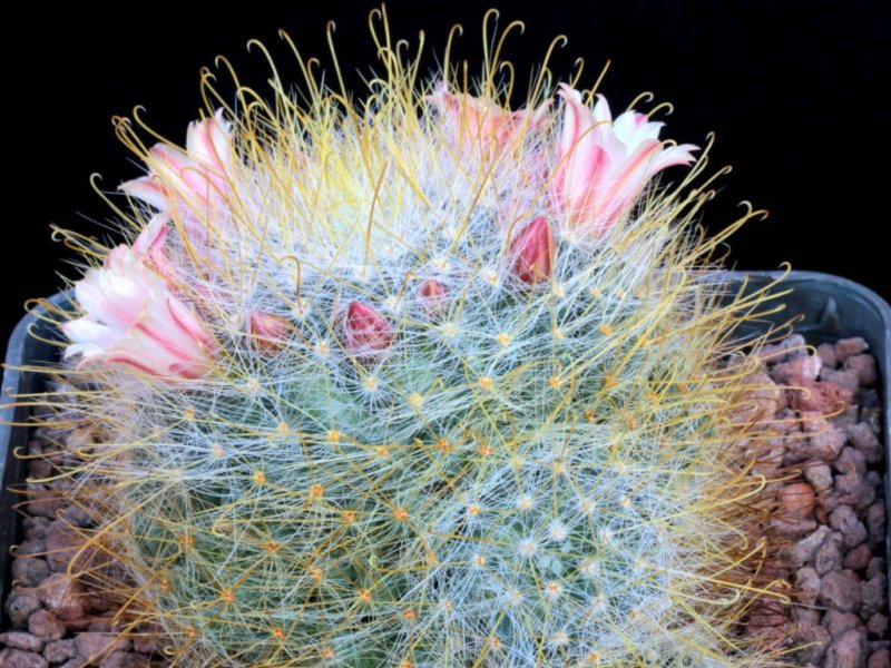 Mammillaria aurihamata 