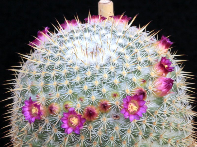 Mammillaria aff. conspicua ROG 351