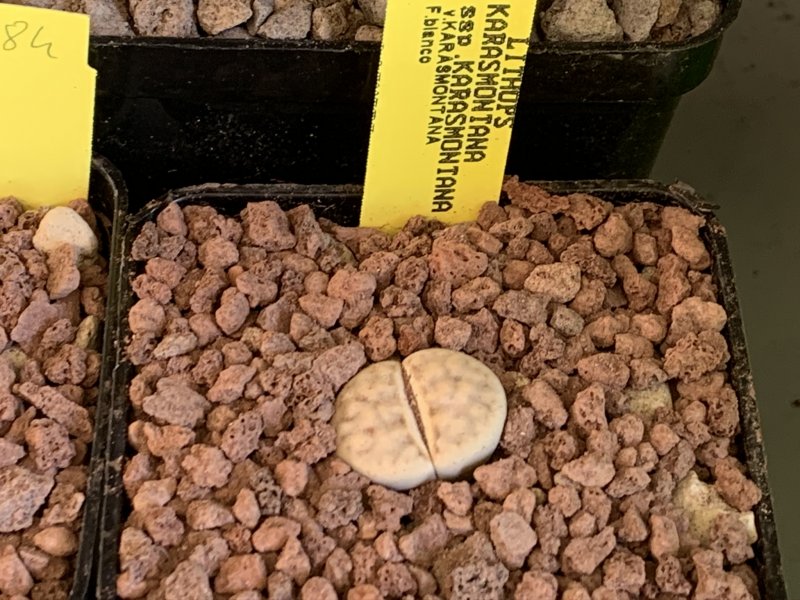 Lithops karasmontana C223