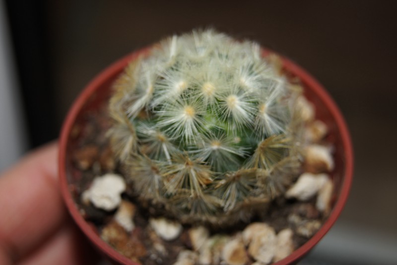 mammillaria  10