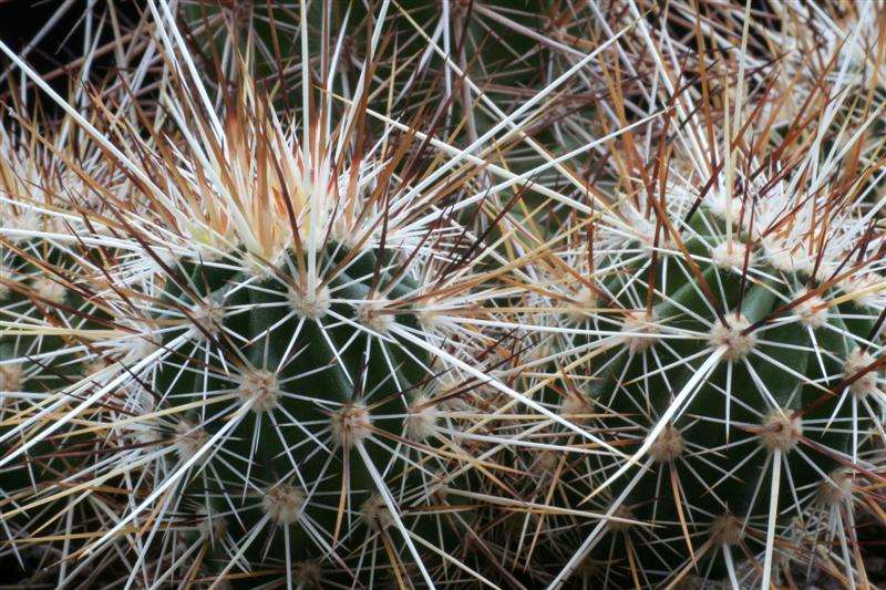 echinocereus engelmannii v. munzii