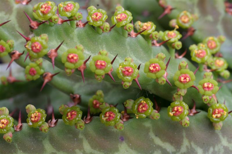 Euphorbia stellata 