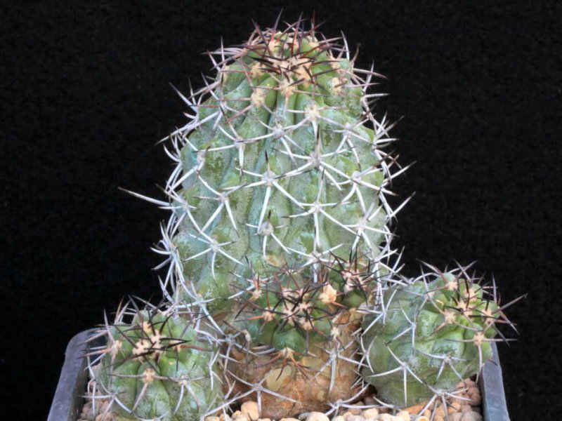 Copiapoa alticostata 