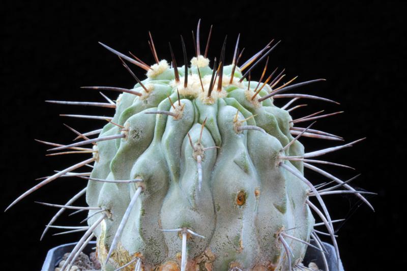 copiapoa cinerea v. carrizalensis