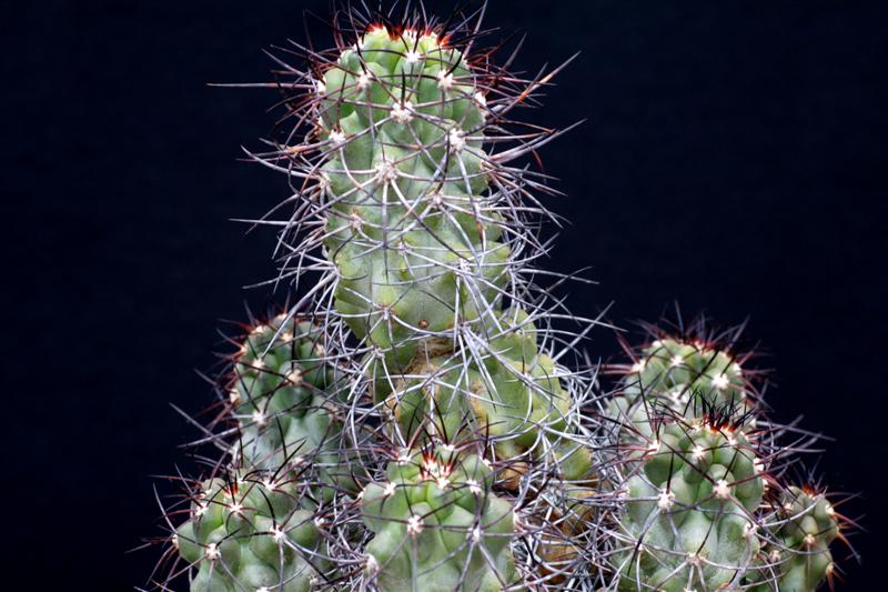 Copiapoa coquimbana 