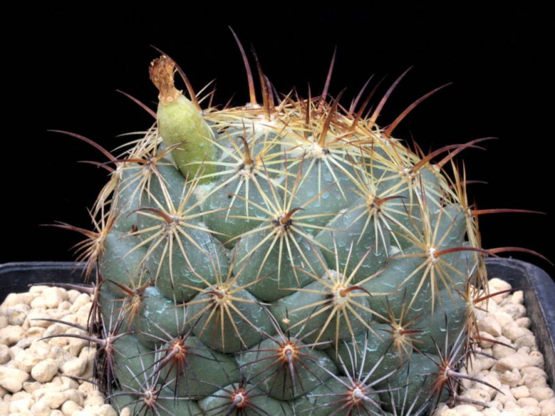 Coryphantha pallida 