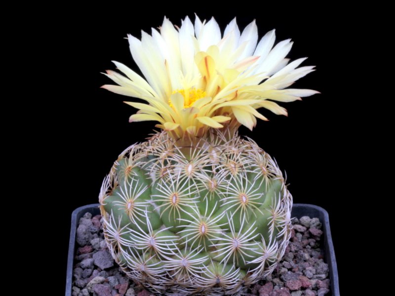 Coryphantha radians/ cornifera KRM 438