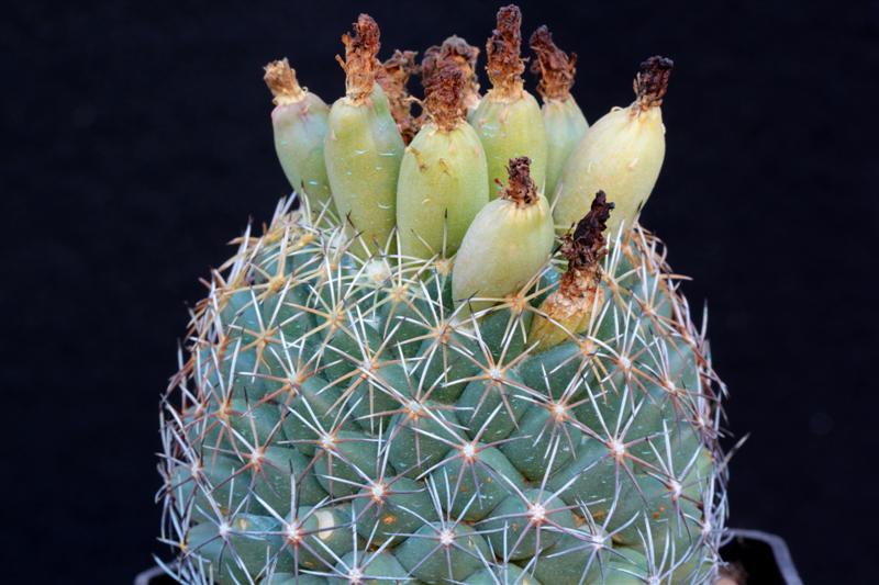 Coryphantha radians 