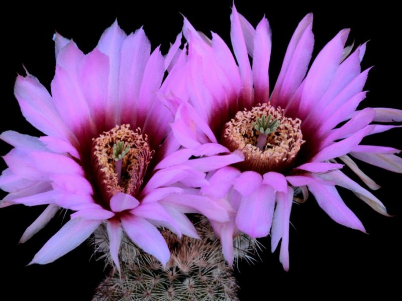 Echinocereus  fitchii ssp. albertii 