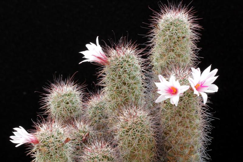 Mammillaria fraileana 