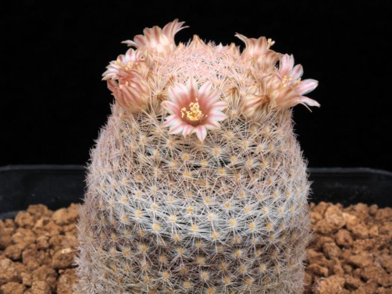 Mammillaria magallanii 