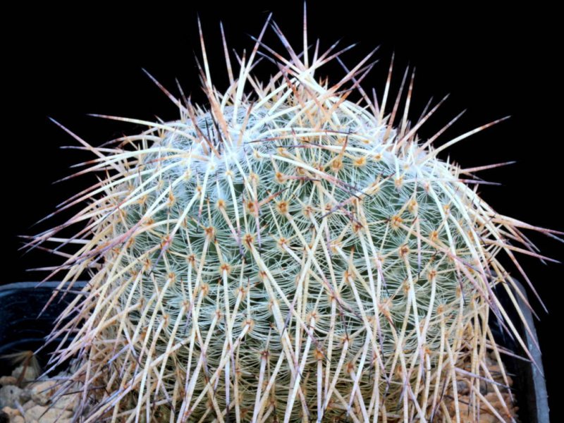 Mammillaria parkinsonii SB 315