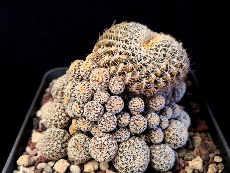 Sulcorebutia breviflora v. laui L314/7a